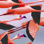 FLAMINGO_CORAL_UC_B