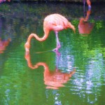 Painting Of Flamingo Bird