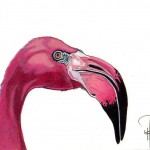 flamingo-profile-doug-hiser