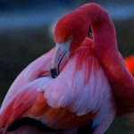 flamingo_by_davidrosario-d4ny488