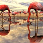 flamingos