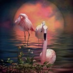 where-the-wild-flamingo-grow-carol-cavalaris